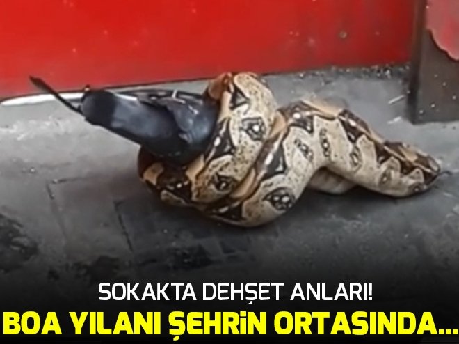 Şehrin ortasında feci görüntü!.