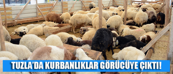 Tuzla'da Kurbanlık satışına onay