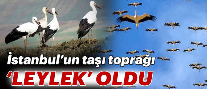 İstanbul'un taşı toprağı 'leylek' oldu