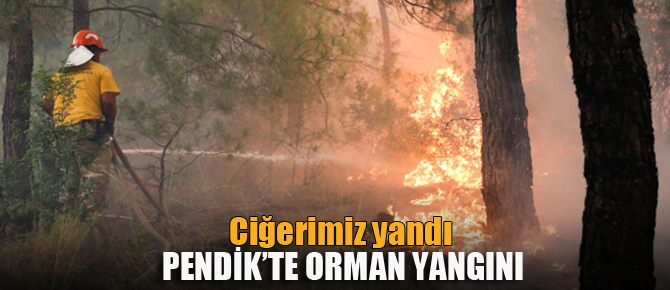 Pendik'te orman yangını!