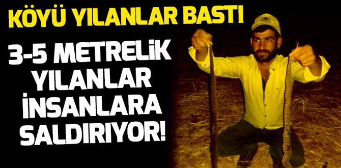 Köyü yılanlar bastı! İnsanlara saldırıyor