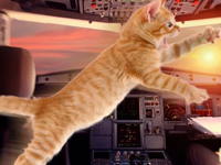 Kedi saldırısı uçağa acil iniş yaptırdı