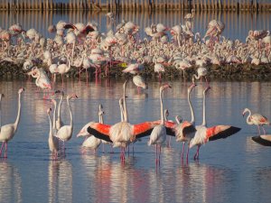 UNESCO Dünya Mirası Olmaya Hazırlanan İzmir’in Gediz Deltası’nda Üreyen Kuş Atlası Çalışması Tamamlandı