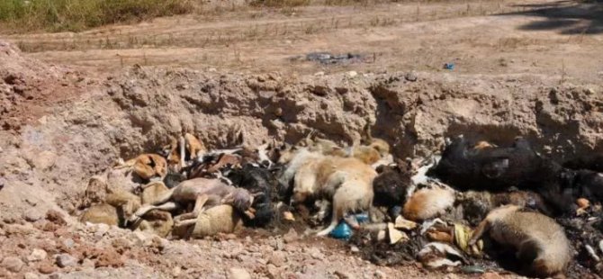 İBB'den Tuzla'da Hayvan Katliamı