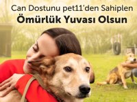 pet11,  “Barınaktan Köpek Sahiplenme” Projesini Başlattı!