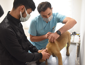 Neşeli Patiler Kliniği açıldı. Sahipsiz hayvanlara tedavi ve aşı hizmeti veriliyor