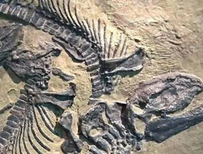 Dinozor sürüsü kalıntıları keşfedildi