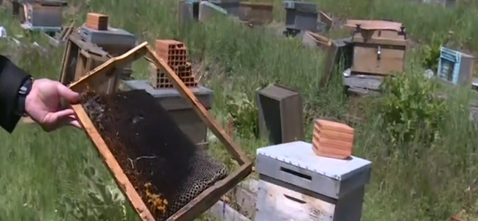 Milli projeye büyük darbe! 4 milyon arı'yı telef ettiler