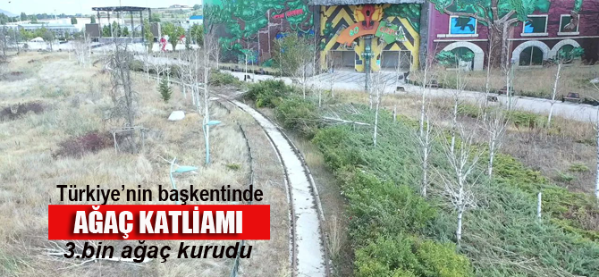 Yazıklar olsun.. Ankara'da 3 bin ağacı kuruttular!