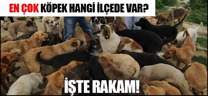 İstanbul'un köpekleri Pendik'e terkediliyor