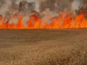 Yüzlerce dönüm buğday tarlası yandı
