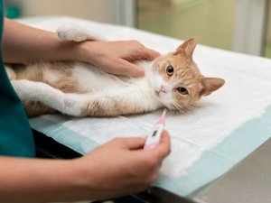 İstanbul’da Artan Giardia Salgınına Dikkat!