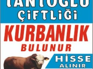Sakarya Kocaali'de Kurban organizasyonu
