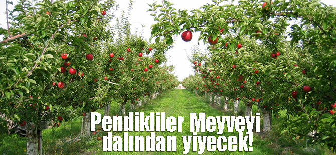 Pendik'e meyve bahçeleri geliyor