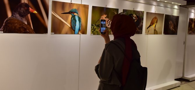 Pendik’in Kuşları Fotoğraf Karelerinde