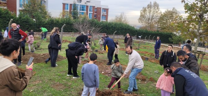 Pendik'e 350 Fıstık Çam'ı
