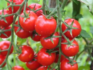 Yaş Meyve Sebze İhracatında İlk Çeyrekte 1 Milyar Dolar Aşıldı