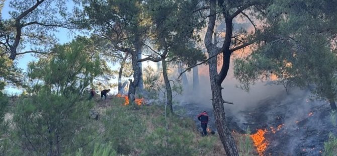 Pendik Belediyesi Ekipleri Balıkesir’deki Orman Yangınına Müdahale Ediyor