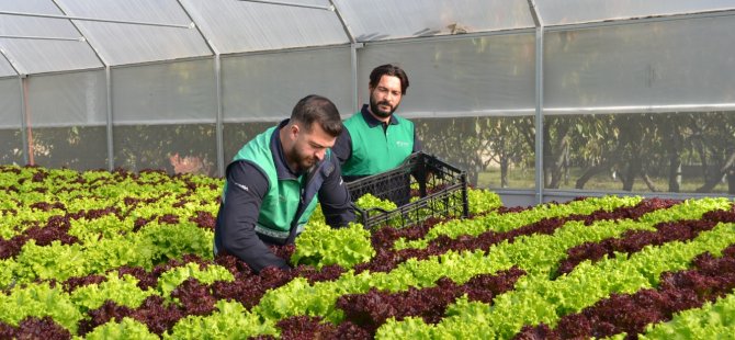 Pendik'te marullar yetişti