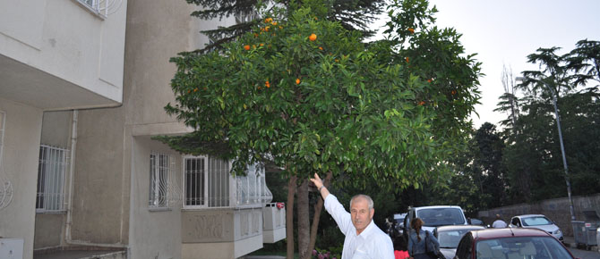 Görenler gözlerine inanamıyor!