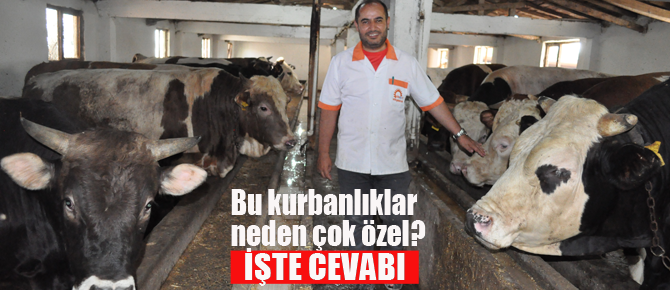 Günaş'ta kurbanlık hayvan satışları başladı