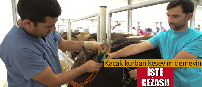 8 bin kurbanlık alıcı bekliyor