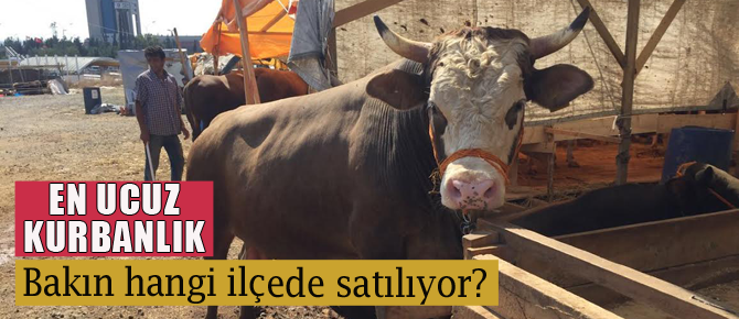 İstanbul'da en ucuz kurbanlık burada satılıyor