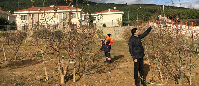 Ağacından meyve toplamak için köye gitmeye gerek yok!