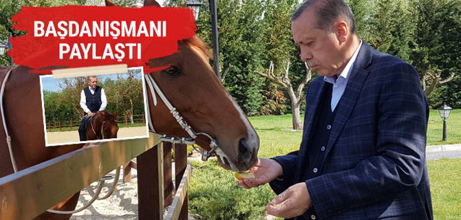 Erdoğan at bindi! Mustafa Varank paylaştı