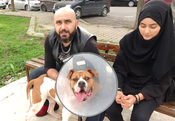 Bulldog'u Sevme Çabası Pahalıya Mal Oldu