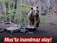 Muş'ta inanılmaz olay! Piknikçilere ayı saldırdı