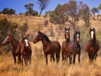 Avustralya'daki deve katliamına atlar da dahil edildi