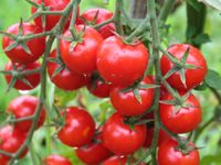 Rusya Türk domatesinin kotasını 250 bin tona çıkardı
