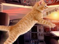Kedi saldırısı uçağa acil iniş yaptırdı