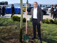 Üsküdar Belediyesi 4 yetişmiş çınar ağacını parka dikti