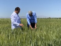 2 Bin Yıllık Ahmet Buğdayı Dünya Sofralarıyla Buluşacak