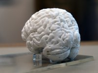 Türkiye’de İlk Kez Yaşayan Bir İnsan Beyninin 3D Kopyası Yapıldı
