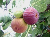 Cennet meyvesi incir ihracat yolcusu: Hedef 100 milyon dolar
