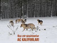 Yiyecek Bulmakta Zorlanıyorlar