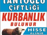 Sakarya Kocaali'de Kurban organizasyonu