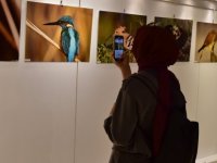 Pendik’in Kuşları Fotoğraf Karelerinde