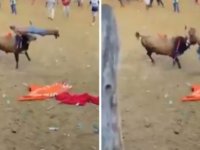 Boğa boynuz darbesiyle matadoru feci şekilde öldürdü!