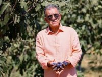 Türkiye'nin incirdeki yeni yıldızı "Siyah orak"