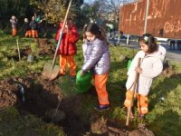 Yılın Son Ağaç Dikimini Anaokulu Öğrencileri Yaptı