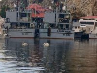 Şile Limanı Doğanın Zarif Misafirlerini Ağırlıyor