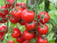 Yaş Meyve Sebze İhracatında İlk Çeyrekte 1 Milyar Dolar Aşıldı