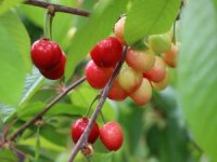 Kiraz Hasreti Bu Sene Bitiyor