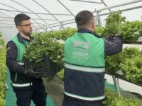 Marul, maydanoz, yeşillik ne varsa Pendik'te üretiliyor