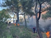 Pendik Belediyesi Ekipleri Balıkesir’deki Orman Yangınına Müdahale Ediyor