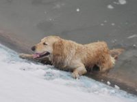 İnşaatta Biriken Suyun İçinde Mahsur Kalan Köpeği Pendik Belediyesi kurtardı